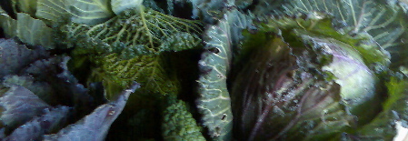 cabbagecrop