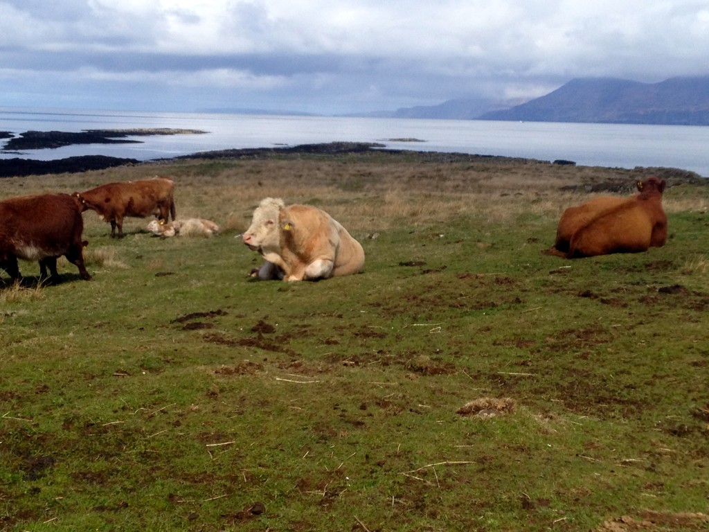 Highland bull and cows contemplating the scenery