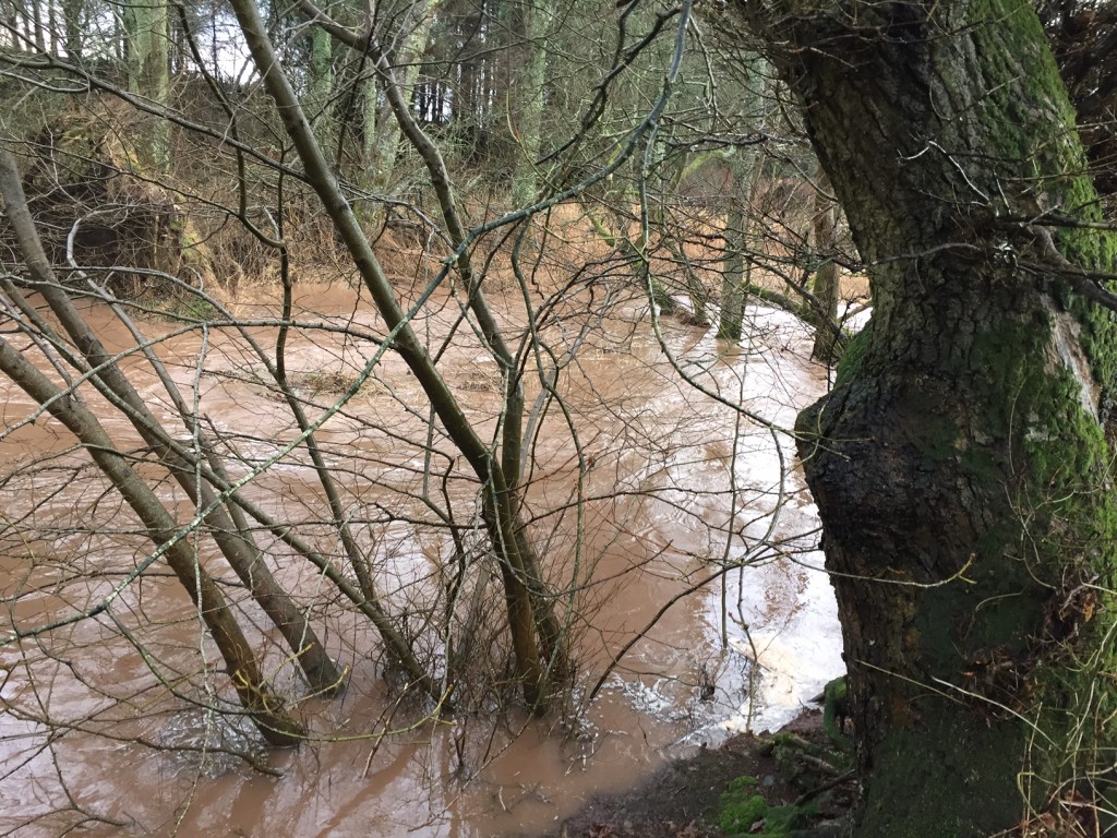Angry brown flood water flowing through trees