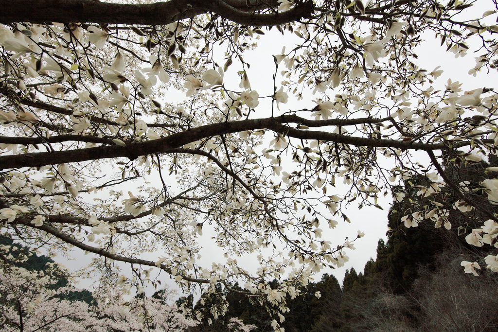Spring blossom on Magnolia kobus image by PROTANAKA Juuyoh (田中十洋) CC By 2.0