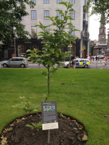 The young Magnolia with laminated sign