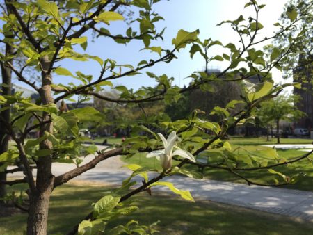Turning leaves of the Poetry Tree