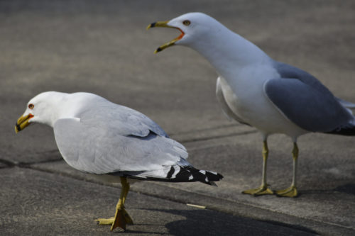 That jiggery-pokery thing called life: poem for the new year