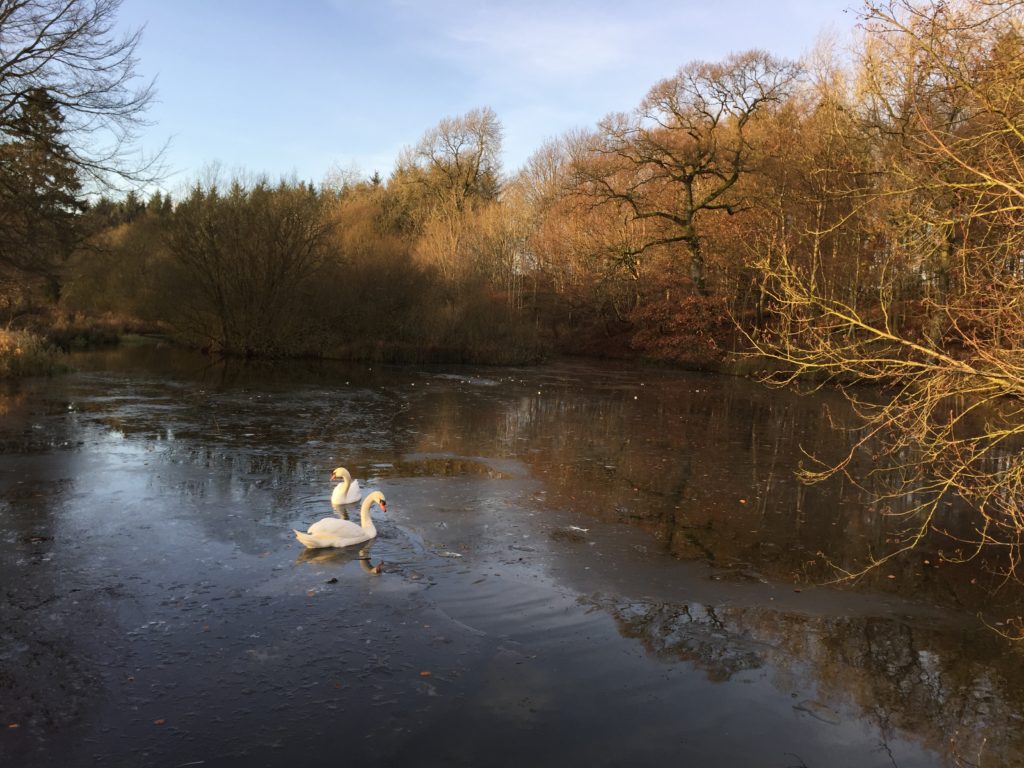Swans reflected in clear water as ice recedes from pond 