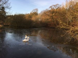 Swans reflected in clear water as ice recedes from pond