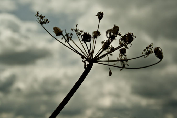 hogweed stark against the sky: by Andy Magee CC BY-NC-ND 2.0