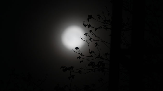 Full moon, framed by branches of a tree