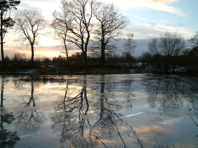 Trees reflect on The Pond, branches suspended on ice: picture Fay Young