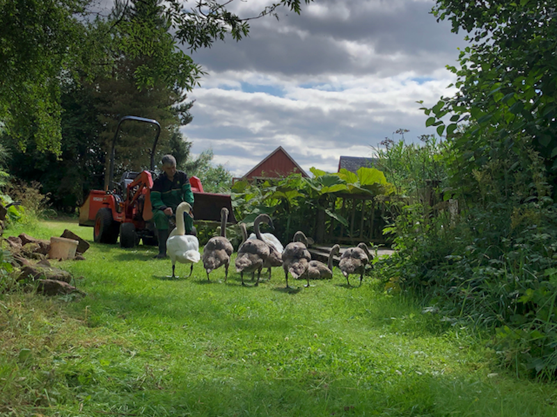Ray finds his tractor path blocked by the swan parade