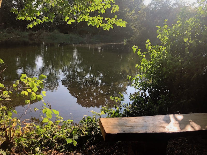 A simple wooden bench overlooks the pond with trees and sunlight reflected on the surface: picture by Fay Young
