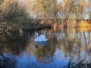 'Our' Mrs Swan, her poor neck damaged by an unknown injury, but she's beautiful nonetheless