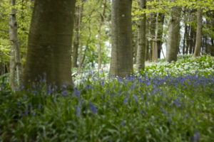 Competing for ground, bluebells and wild garlic: picture Tommy Perman