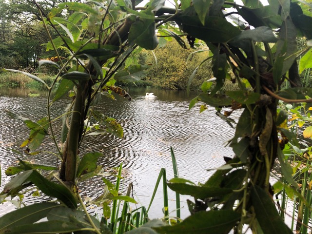 Looking through our 'willow window' to the pond at Pond Cottage