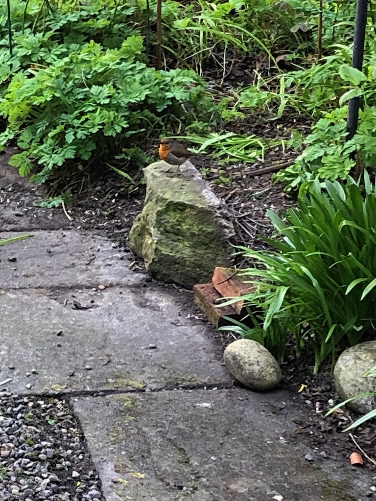 My lockdown companion: a friendly robin followed me round the garden, his song a cheering soundtrack. 