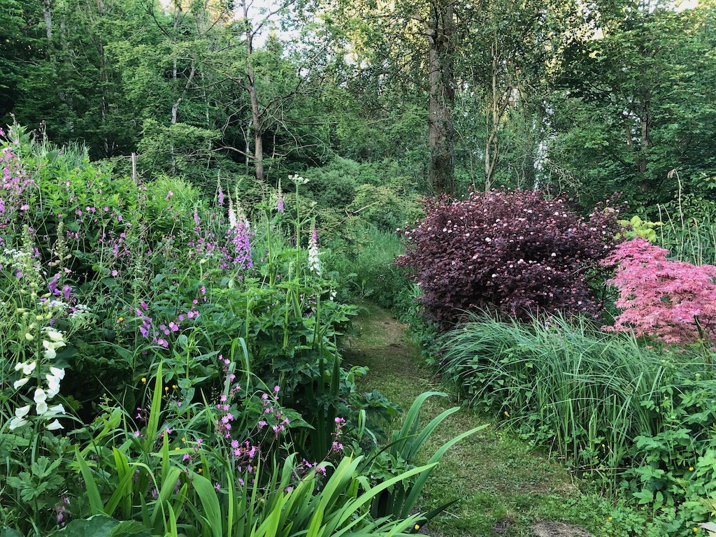 Path through Pond Garden Waterbank – foxgloves on one side, on the other Physocarpus in bloom (and full of fledgeling wrens): photo Fay Young
