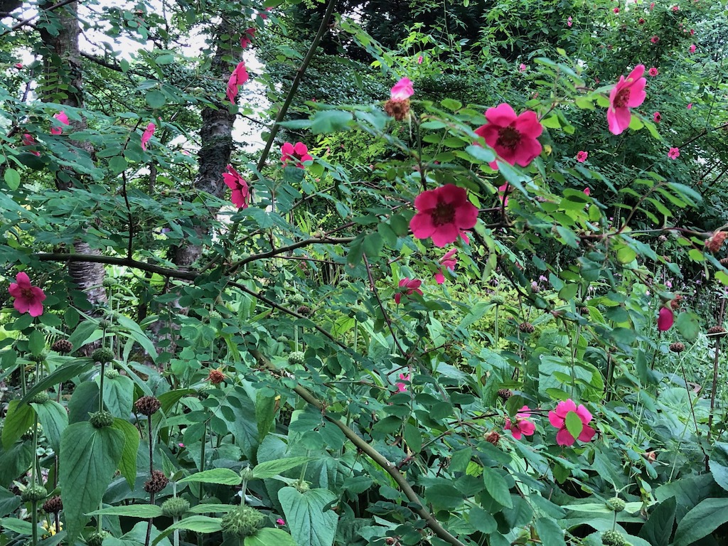 The Pond Garden in June