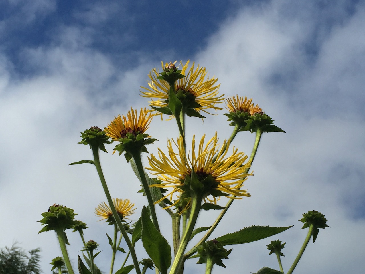Welcome to the Pond Garden and a splash of sunshine
