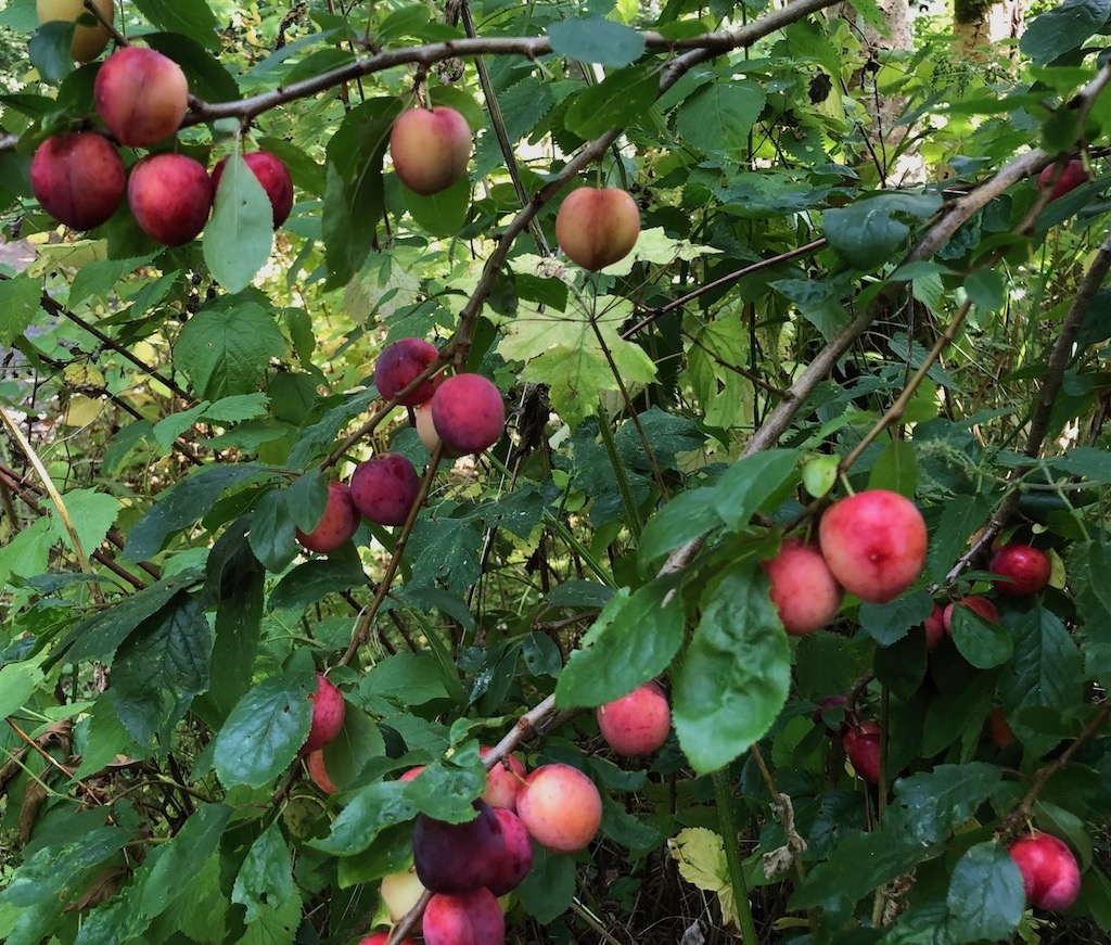 Life is just  a bowl of bullaces