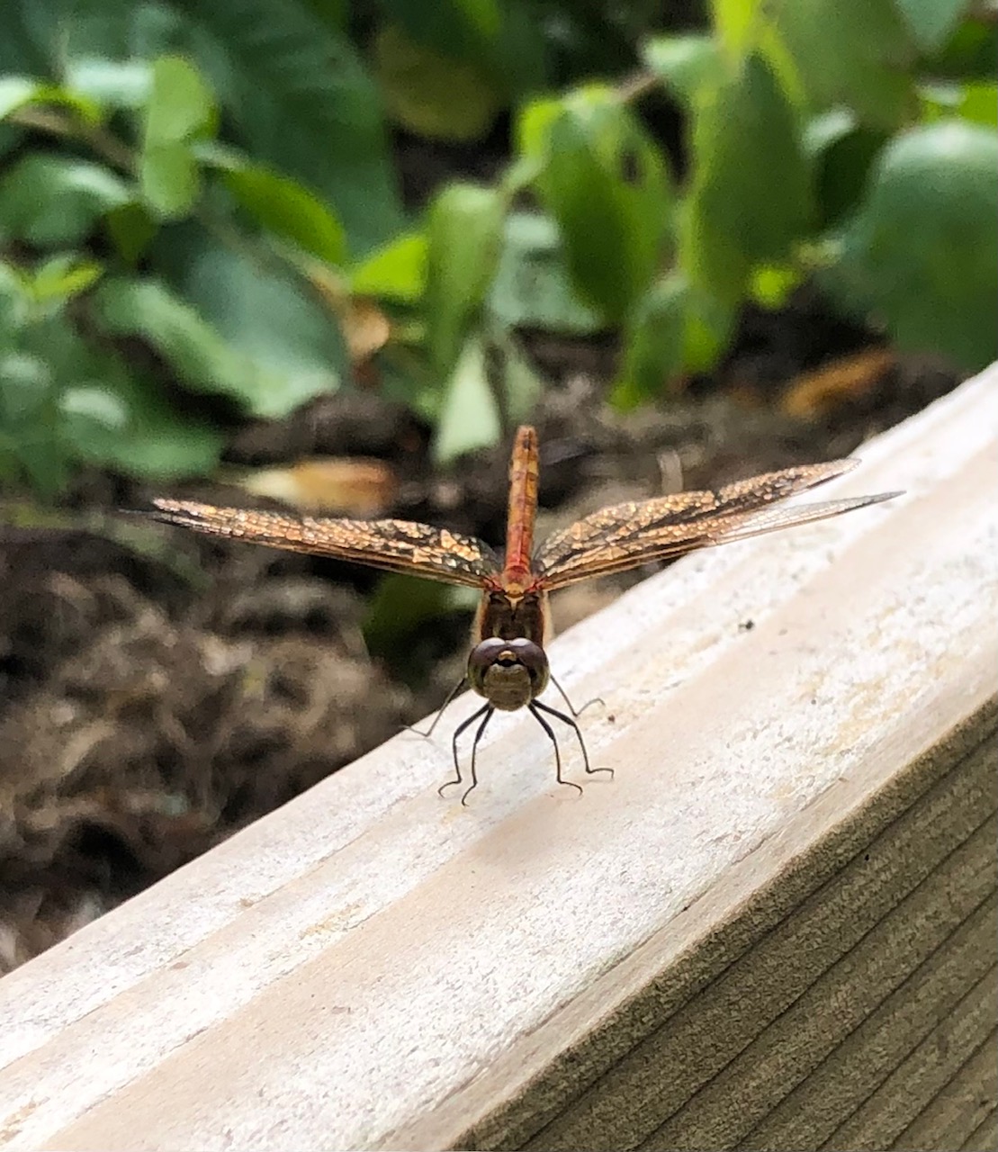 Plants, pollinators, people: welcome to the Pond Garden