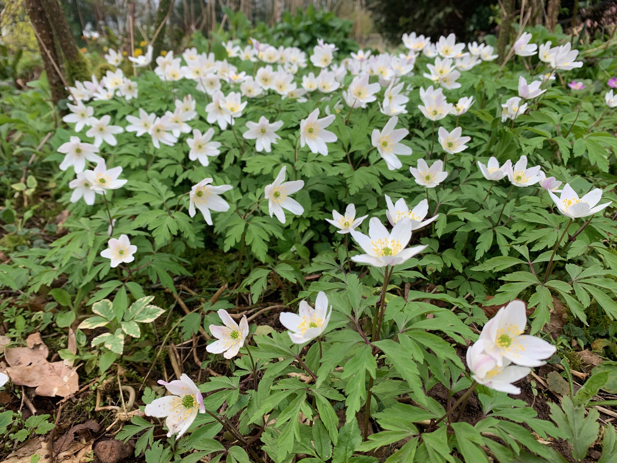 Let’s ring the bells of springtime