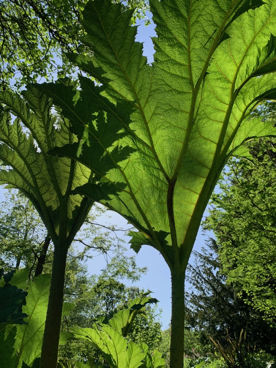 Looking up to a blue sky, the sun is filtered through cooling green Gunnera leaves. It looks like a scene from Jurassic Park but this is Pond Cottage in Perth and Kinross. Photo Fay Young