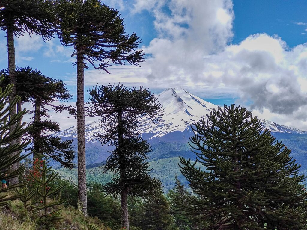 A dramatic view of snowcapped Volcán Llaima through Monkey puzzle trees (Araucaria) Photo O.gomez01 - CC BY-SA 4.0