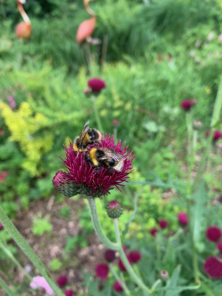 A red thistle Cirsium covered in bumble bees