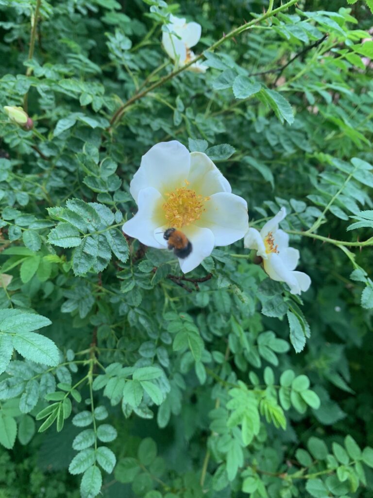 A white wild briar roas attracted a bumble bee