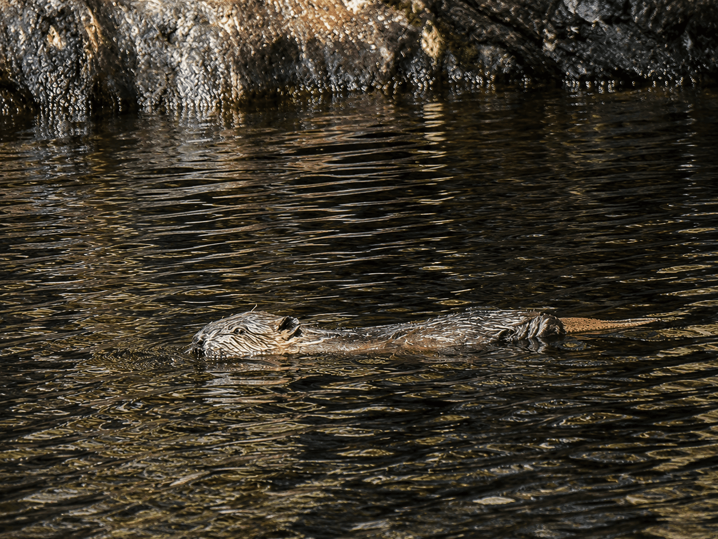 The rights and wrongs of wildlife introductions