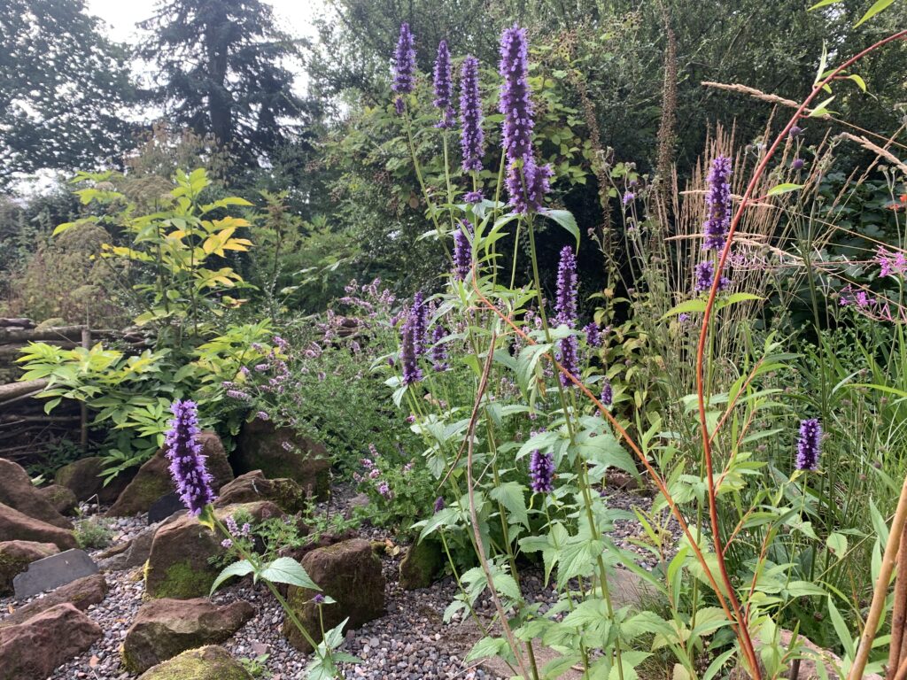 Purple spikes of Agustache in the 'Morning Garden' at Pond Cottage: photo Fay Young