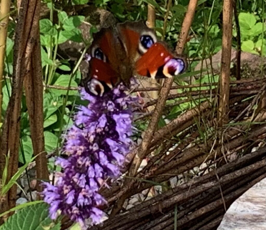A blurry image of a painted lady at Pond Cottage
